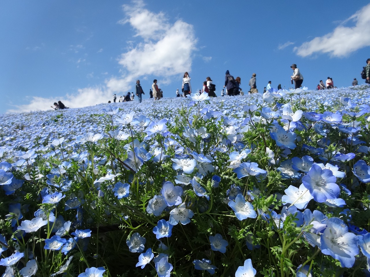 Fields of blue nemophila flowers in spring in Chiba