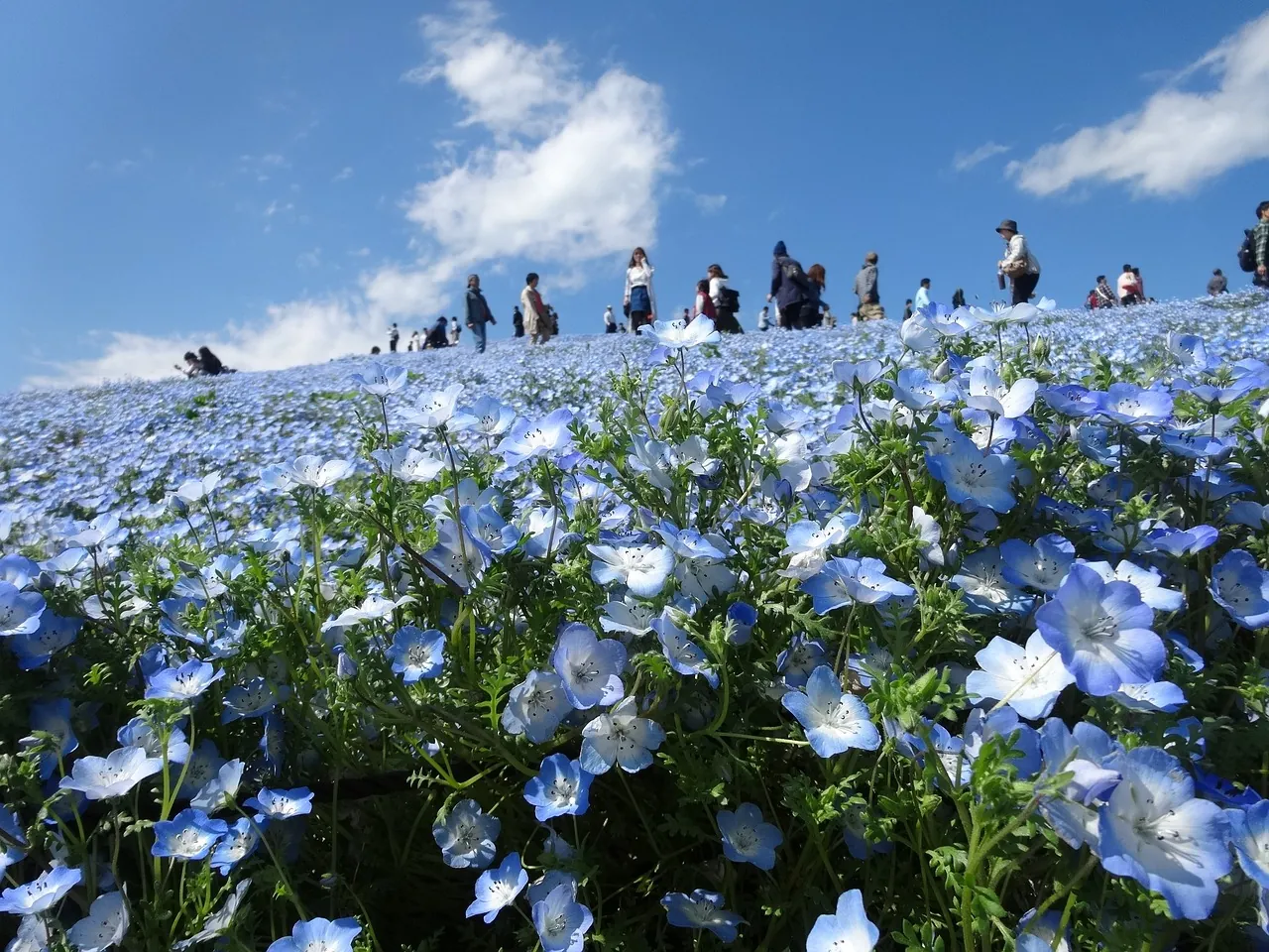 Fields of blue nemophila flowers in spring in Chiba
