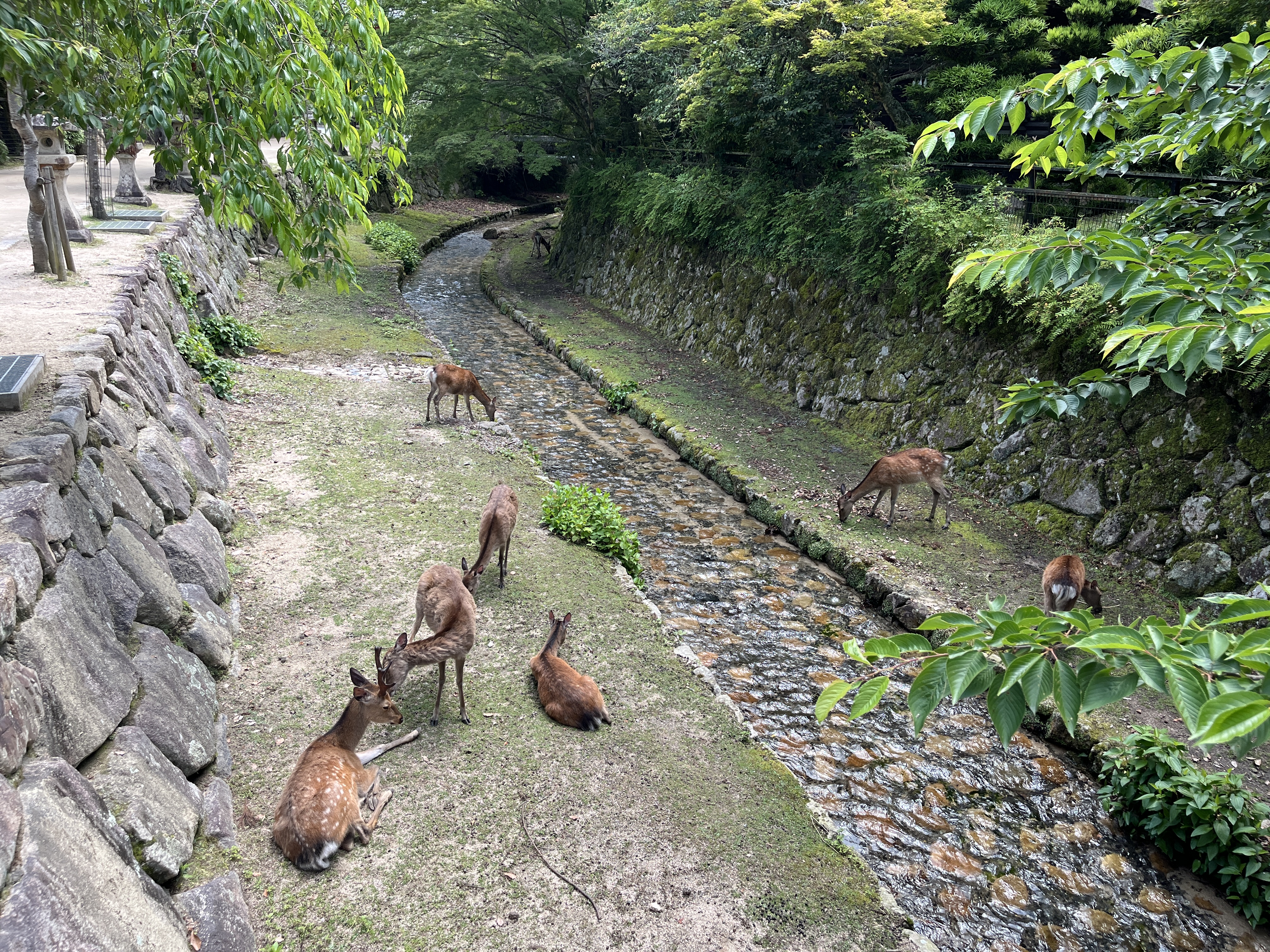 Sacred deer at Itsukushima Shrine—shika designated as divine messengers since the 6th century