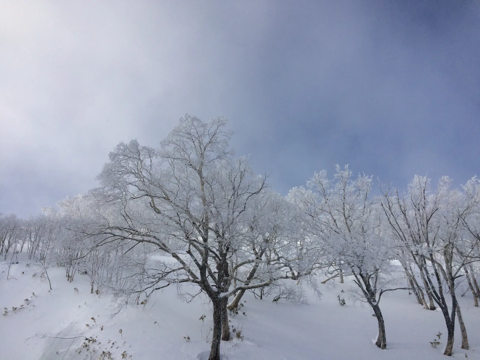 Hokkaido's winter snowscape—the season that defines Japan's northern frontier