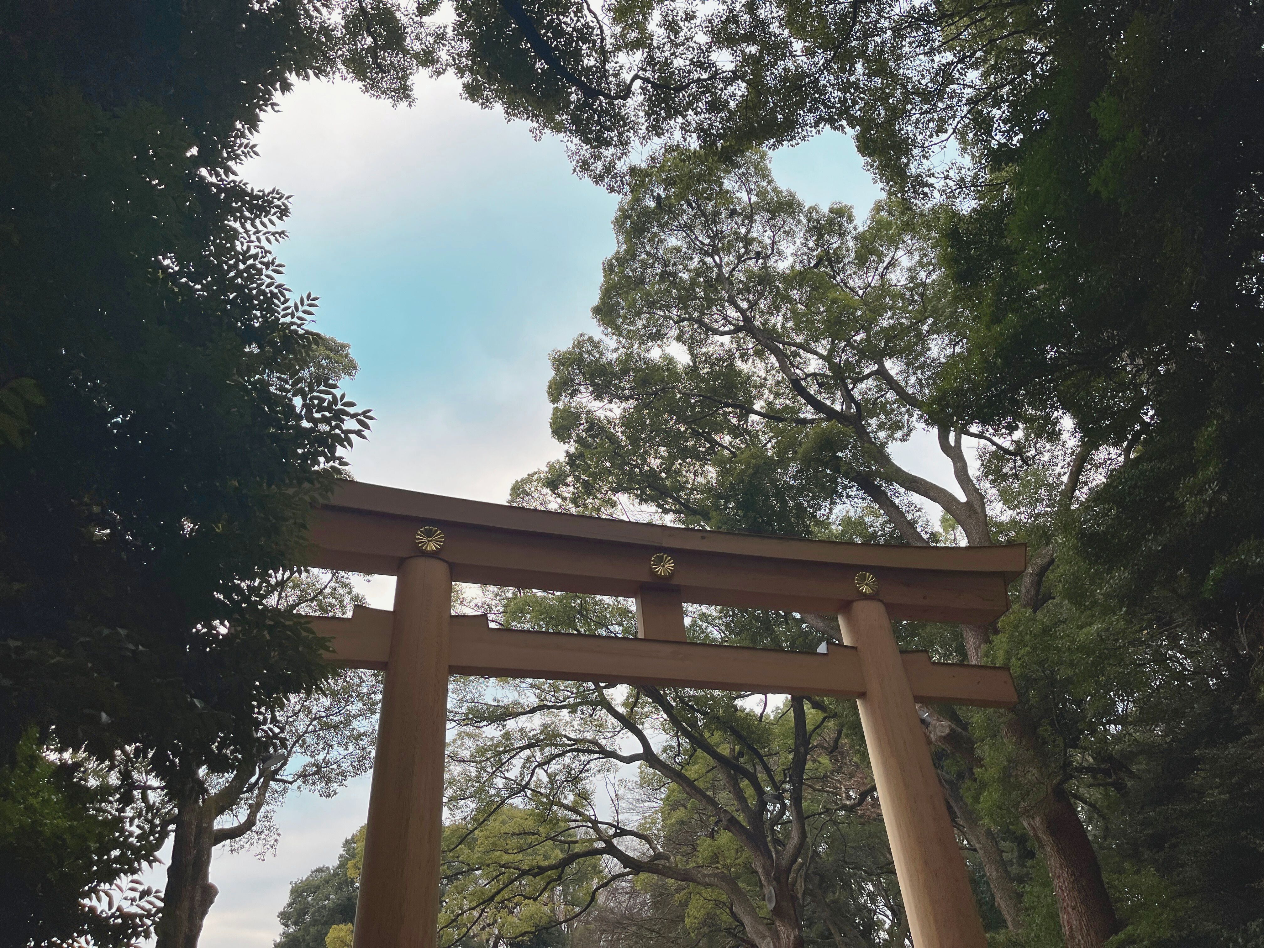 Meiji Jingu main hall—the forest canopy creates a quality of light that deepens with season