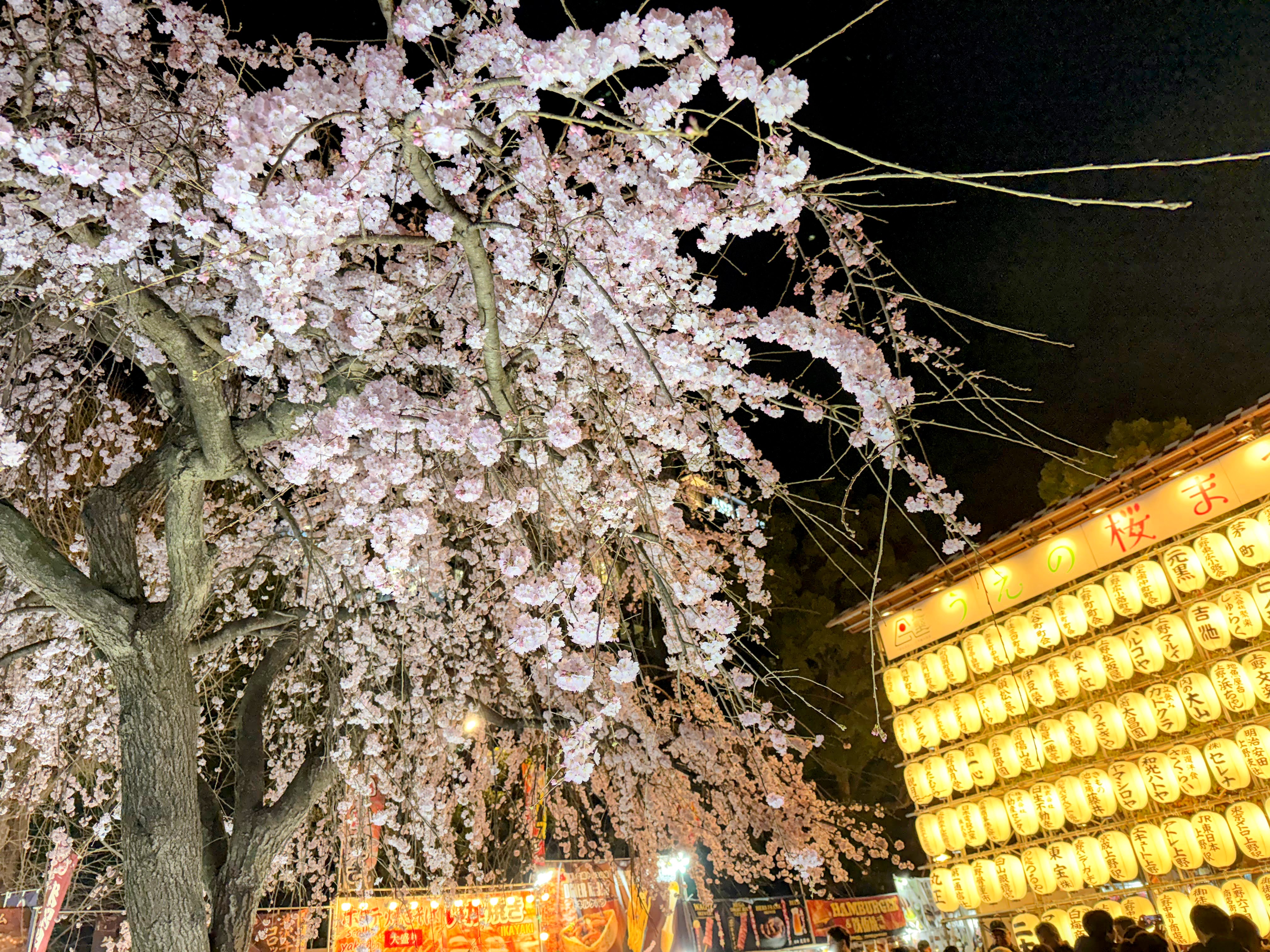 The central path of Ueno Park, a wide promenade that becomes Tokyo's largest hanami site in late March