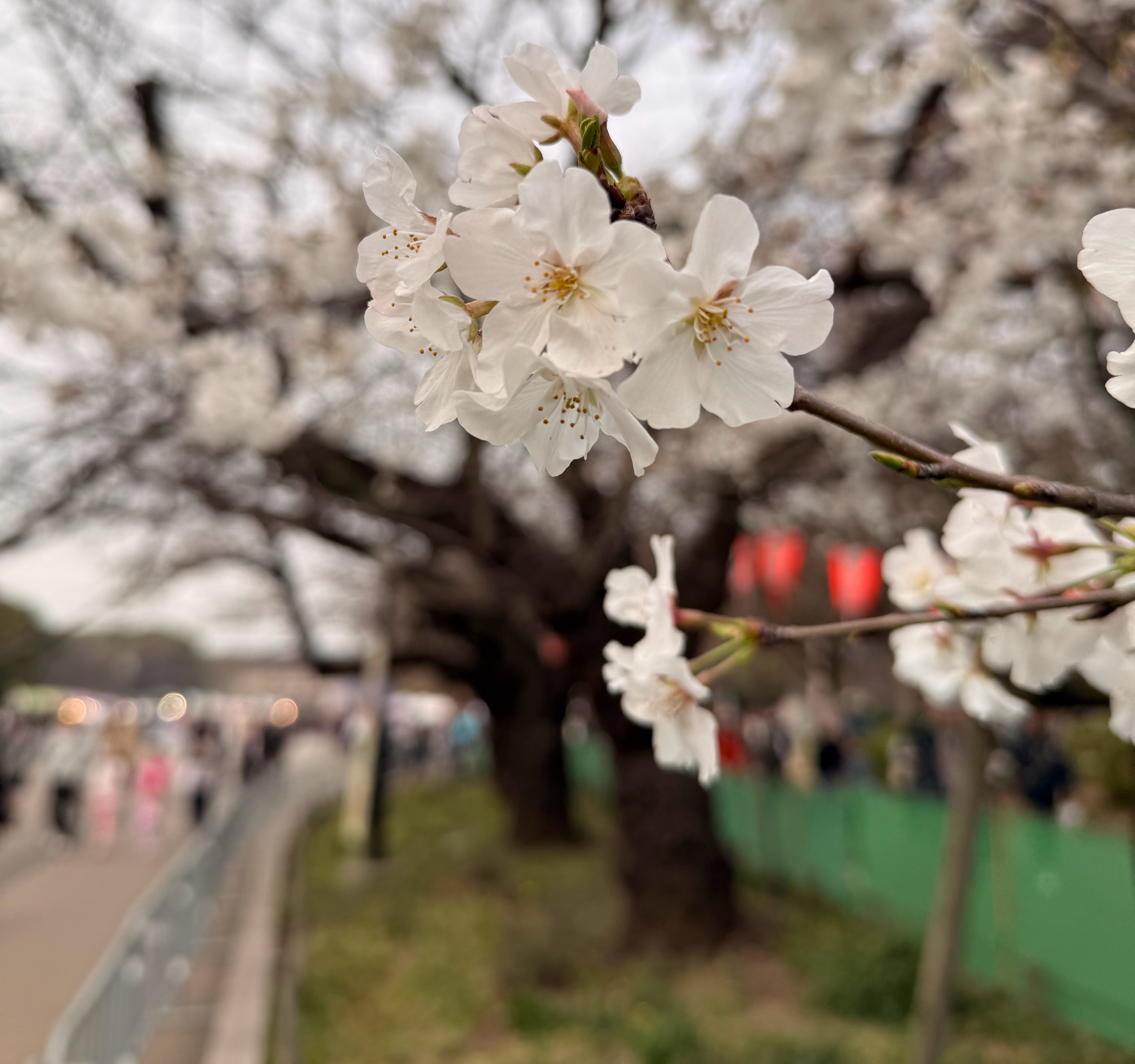 Ueno in the early evening, the park giving way to the streets around Ameyoko